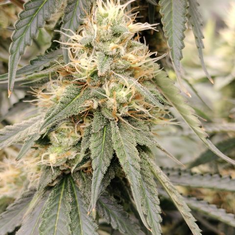 Moondawg(Blue Moonshine x '91 Onions) growlog timeline photo