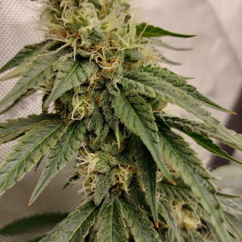 Moondawg(Blue Moonshine x '91 Onions) growlog timeline photo
