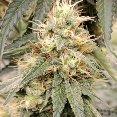 Moondawg(Blue Moonshine x '91 Onions) growlog timeline photo