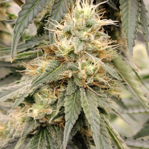 Moondawg(Blue Moonshine x '91 Onions) growlog timeline photo