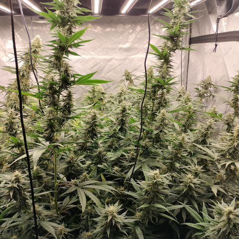 white Domina #1 growlog timeline photo