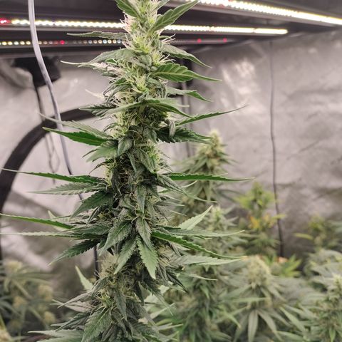 white Domina #1 growlog timeline photo