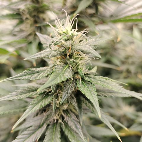white Domina #1 growlog timeline photo