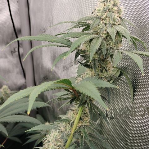 Royal Flush growlog timeline photo