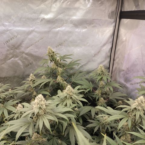 Royal Flush growlog timeline photo