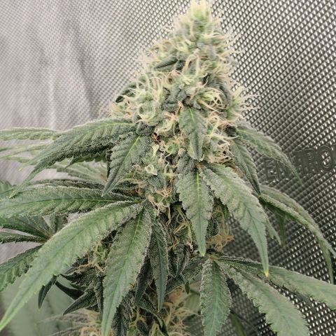 Royal Flush growlog timeline photo