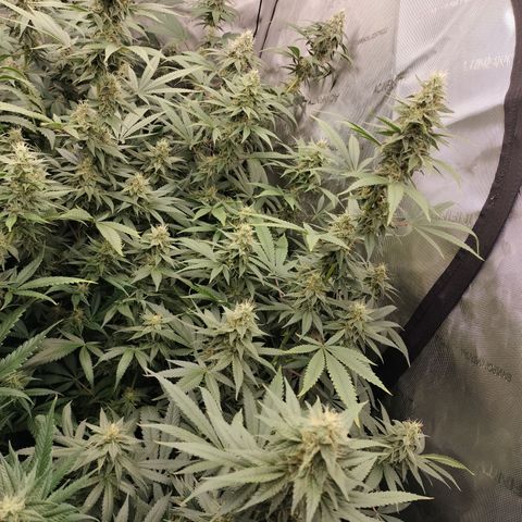 white Domina #2 growlog timeline photo