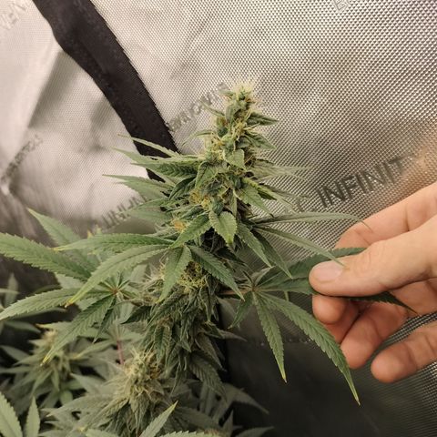 white Domina #2 growlog timeline photo