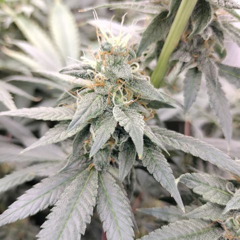 white Domina #2 growlog timeline photo