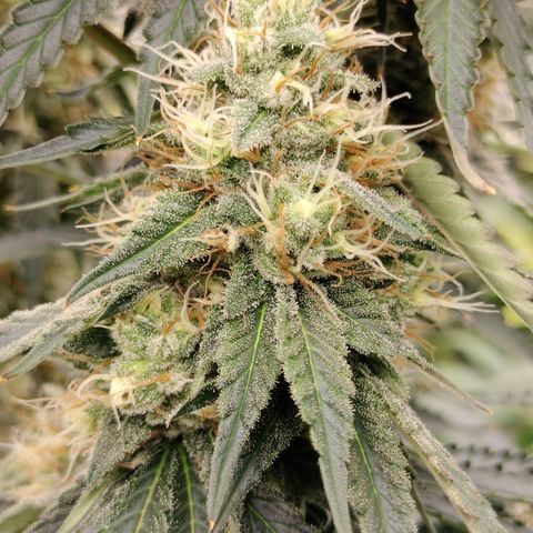 Moondawg(Blue Moonshine x '91 Onions) growlog timeline photo