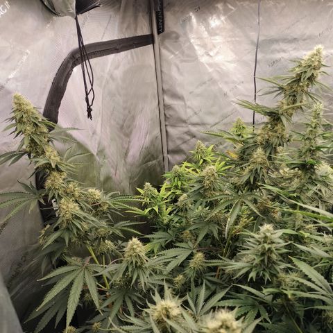 Moondawg(Blue Moonshine x '91 Onions) growlog timeline photo