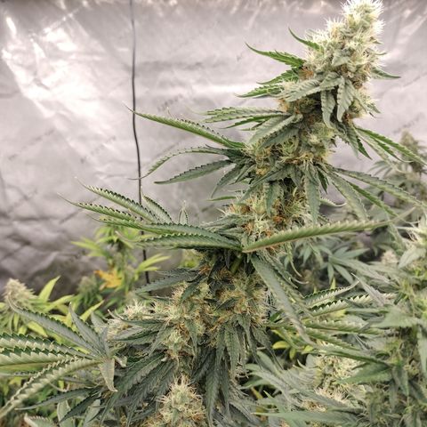 Moondawg(Blue Moonshine x '91 Onions) growlog timeline photo