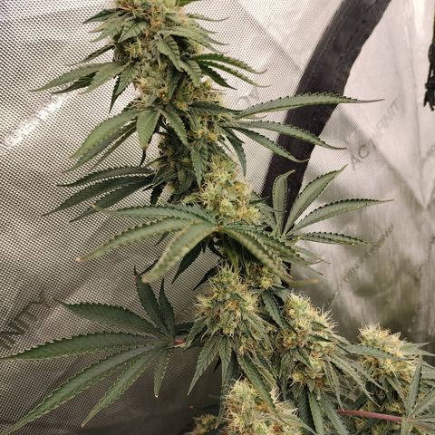 Moondawg(Blue Moonshine x '91 Onions) growlog timeline photo