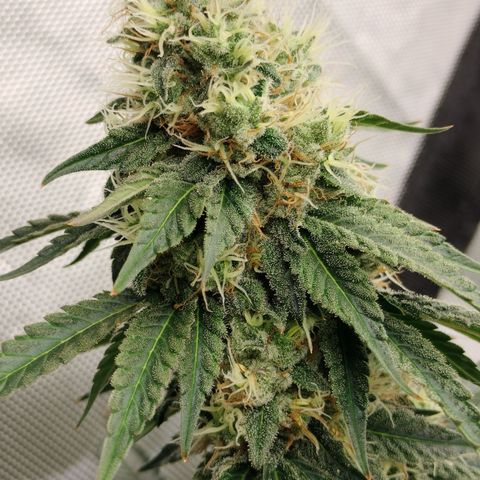 Moondawg(Blue Moonshine x '91 Onions) growlog timeline photo