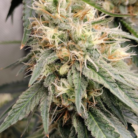 Moondawg(Blue Moonshine x '91 Onions) growlog timeline photo
