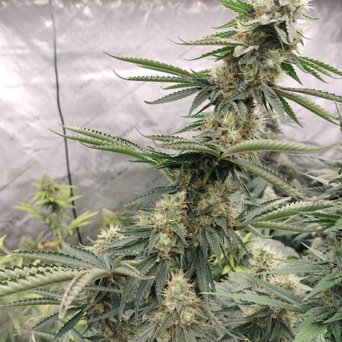 Moondawg(Blue Moonshine x '91 Onions) growlog timeline photo