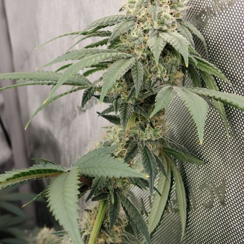 Royal Flush growlog timeline photo