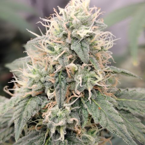Royal Flush growlog timeline photo