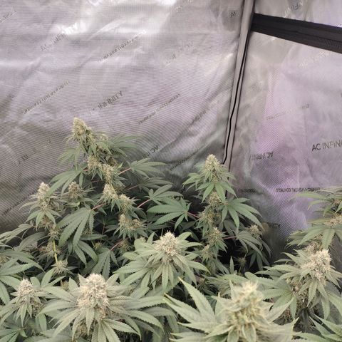 Royal Flush growlog timeline photo