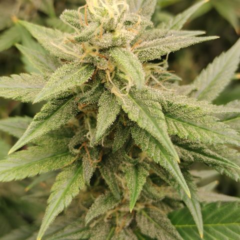 white Domina #1 growlog timeline photo