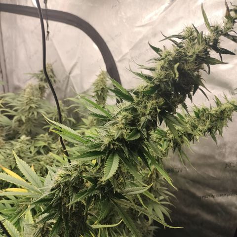 white Domina #1 growlog timeline photo