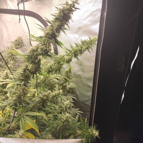 white Domina #1 growlog timeline photo
