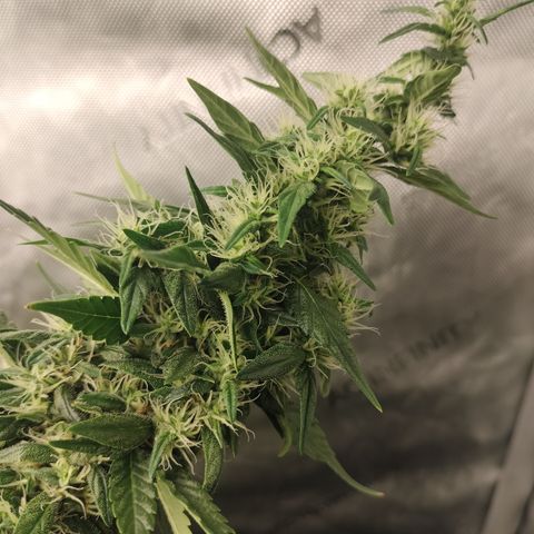white Domina #1 growlog timeline photo