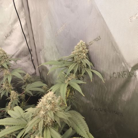 Royal Flush growlog timeline photo