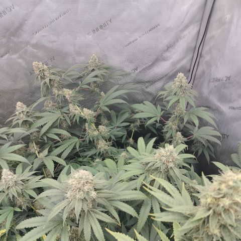 Royal Flush growlog timeline photo