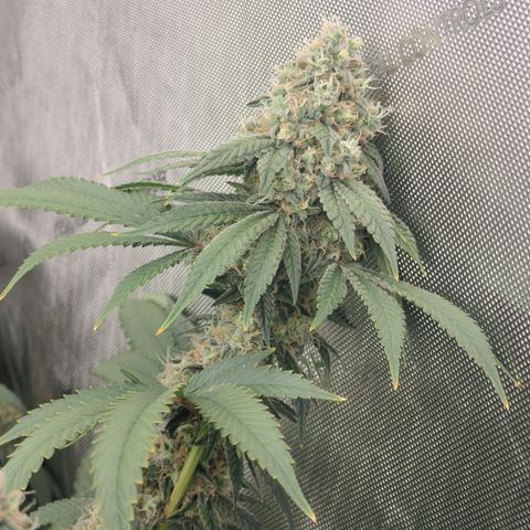 Royal Flush growlog timeline photo