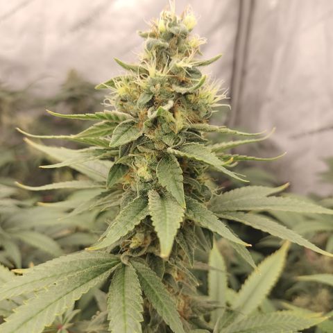 white Domina #2 growlog timeline photo