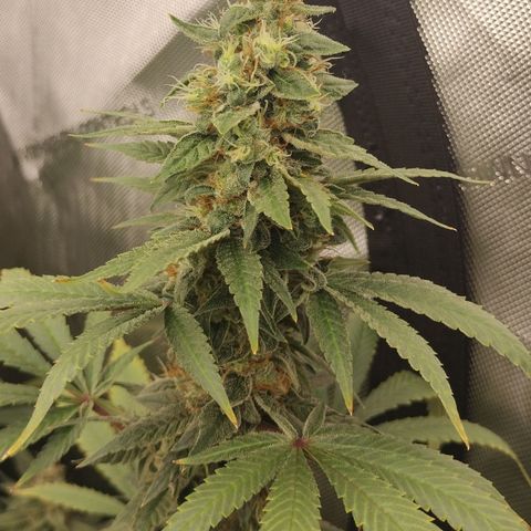 white Domina #2 growlog timeline photo