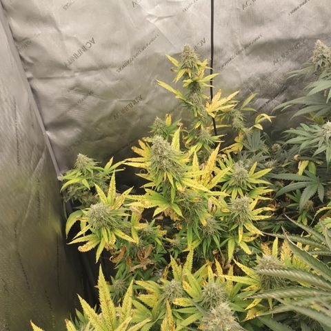 Jealousy growlog timeline photo