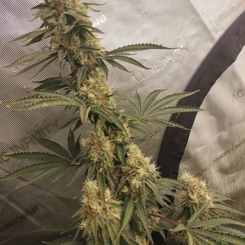 Moondawg(Blue Moonshine x '91 Onions) growlog timeline photo