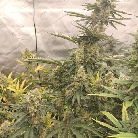 Moondawg(Blue Moonshine x '91 Onions) growlog timeline photo
