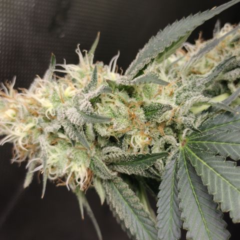 Moondawg(Blue Moonshine x '91 Onions) growlog timeline photo