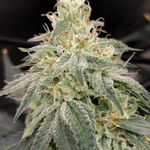 Moondawg(Blue Moonshine x '91 Onions) growlog timeline photo