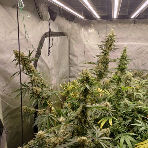 Moondawg(Blue Moonshine x '91 Onions) growlog timeline photo