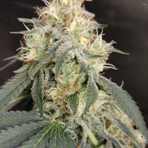 Moondawg(Blue Moonshine x '91 Onions) growlog timeline photo