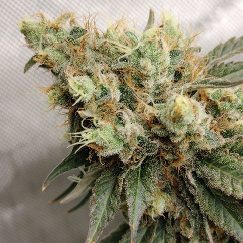 Moondawg(Blue Moonshine x '91 Onions) growlog timeline photo