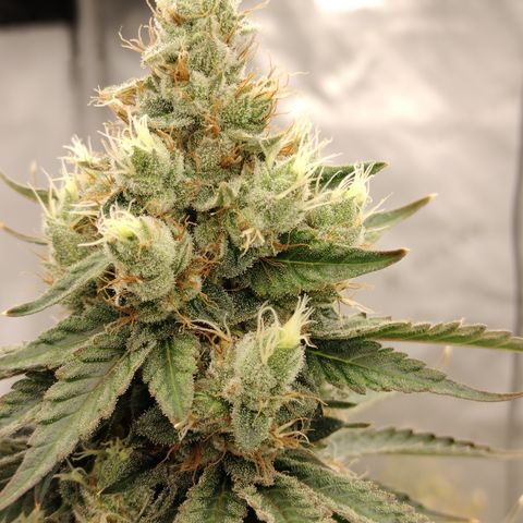 Moondawg(Blue Moonshine x '91 Onions) growlog timeline photo