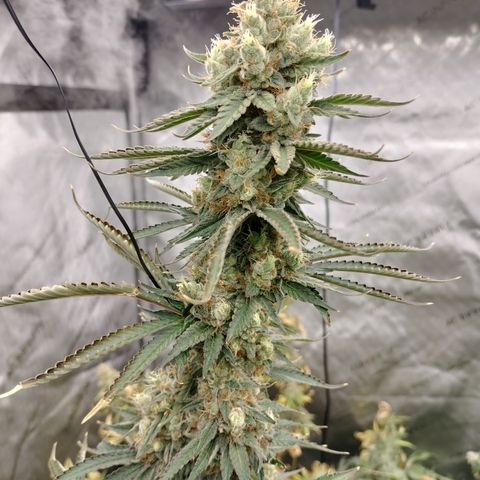 Moondawg(Blue Moonshine x '91 Onions) growlog timeline photo
