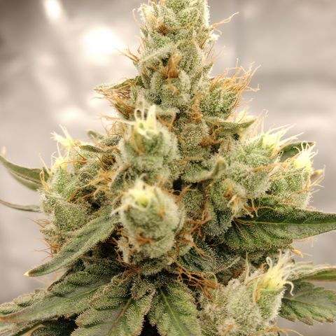 Moondawg(Blue Moonshine x '91 Onions) growlog timeline photo