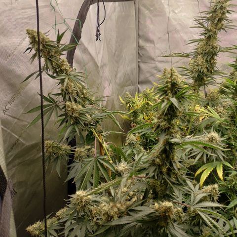 Moondawg(Blue Moonshine x '91 Onions) growlog timeline photo