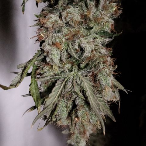 Moondawg(Blue Moonshine x '91 Onions) growlog timeline photo