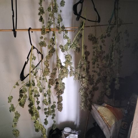 Moondawg(Blue Moonshine x '91 Onions) growlog timeline photo