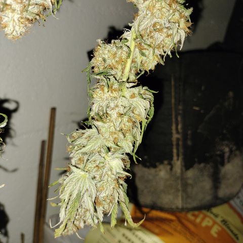 Moondawg(Blue Moonshine x '91 Onions) growlog timeline photo