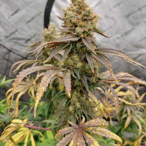 Cereal Milk growlog photo: This baby is coming down 🤤