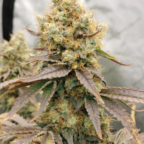 Cereal Milk growlog photo: This baby is coming down 🤤