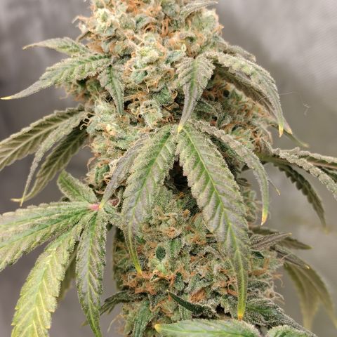 Royal Flush growlog timeline photo